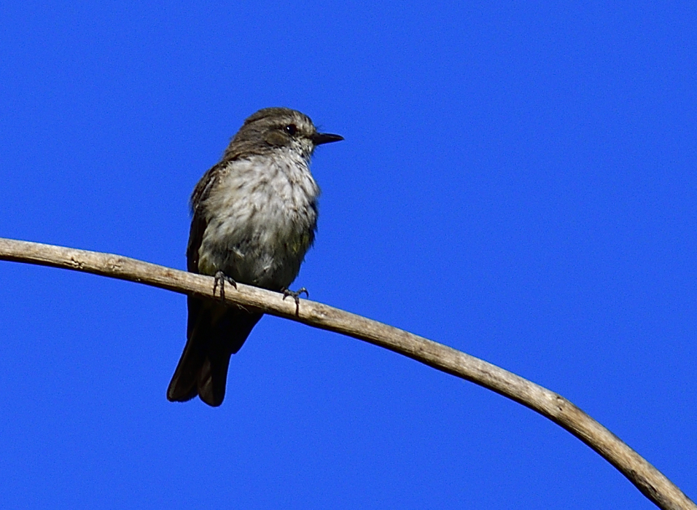 _ROY8992_00002.jpg