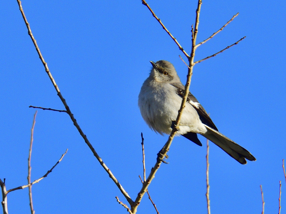 _ROY8993_00001.jpg