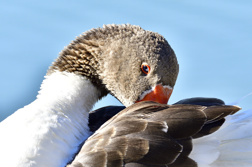 _ROY9034_00001.jpg