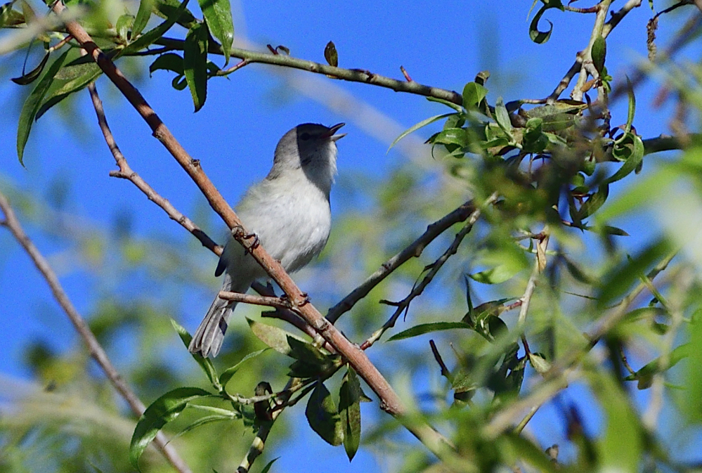 _ROY9063_00001.jpg