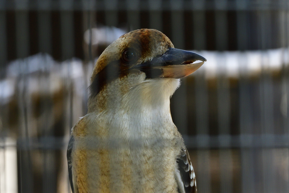 _ROY9102_00001.jpg