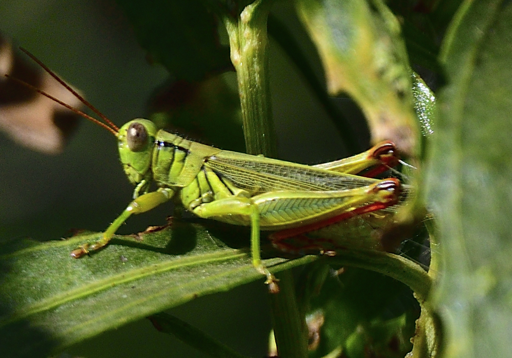 _ROY9158_00001.jpg
