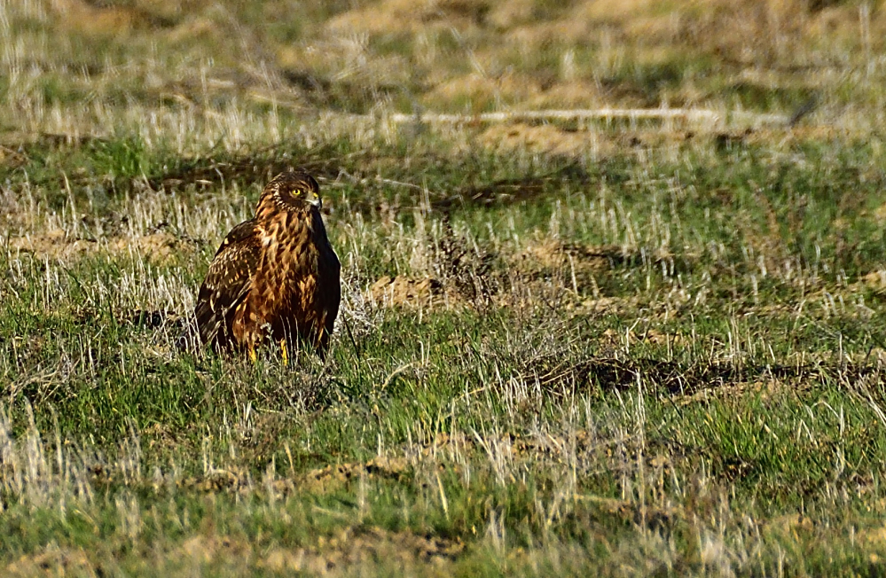 _ROY9165_00001.jpg