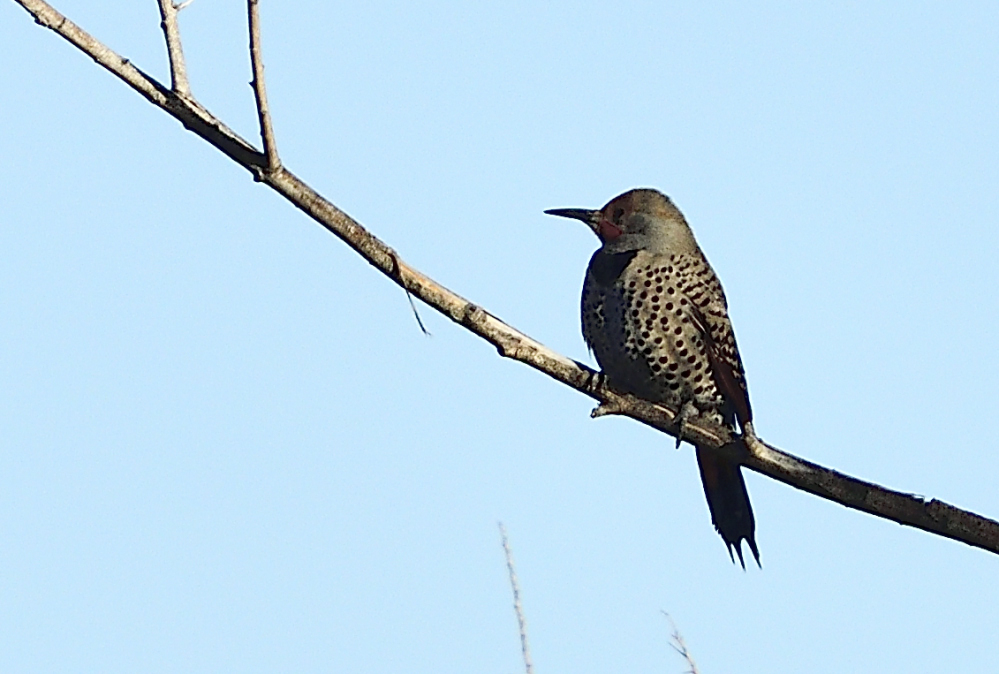 _ROY9193_00001.jpg