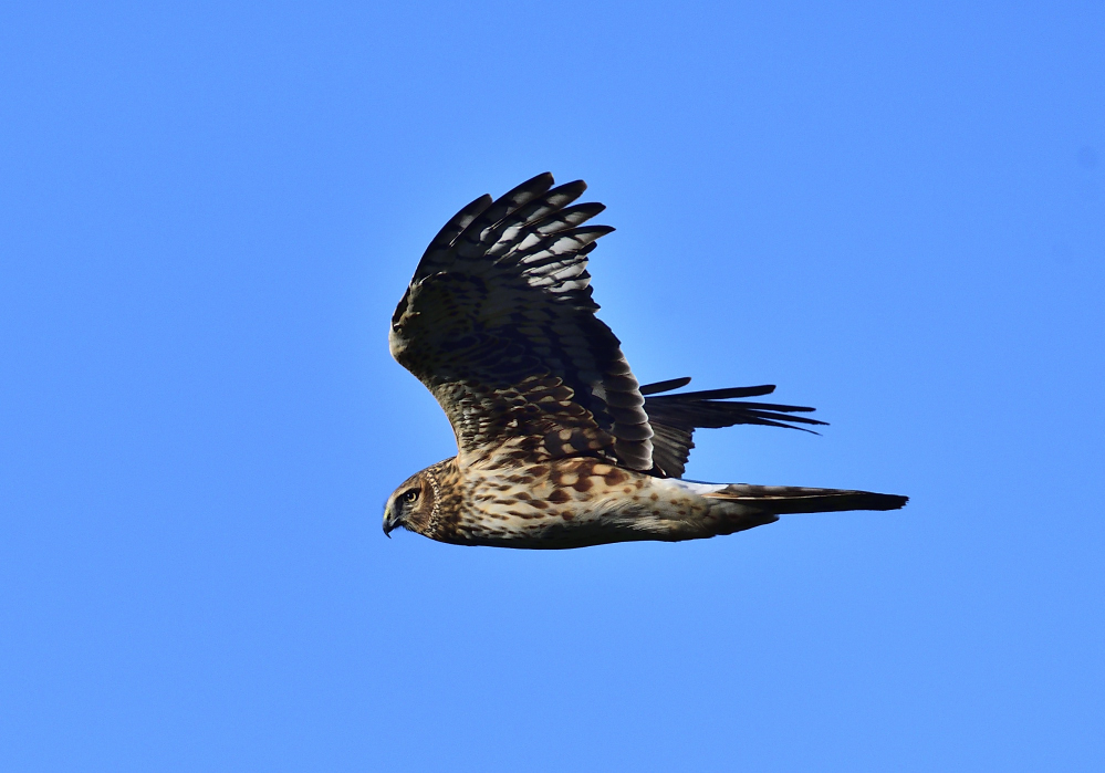 _ROY9197_00001_01.jpg