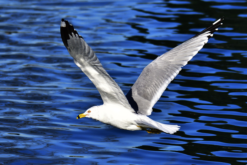 _ROY9216_00001.jpg