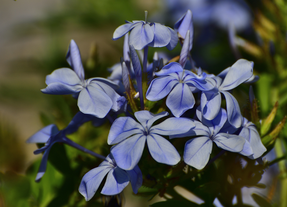 _ROY9225_00001.jpg
