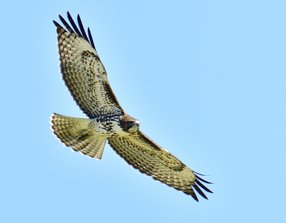 _ROY9227_00001.jpg