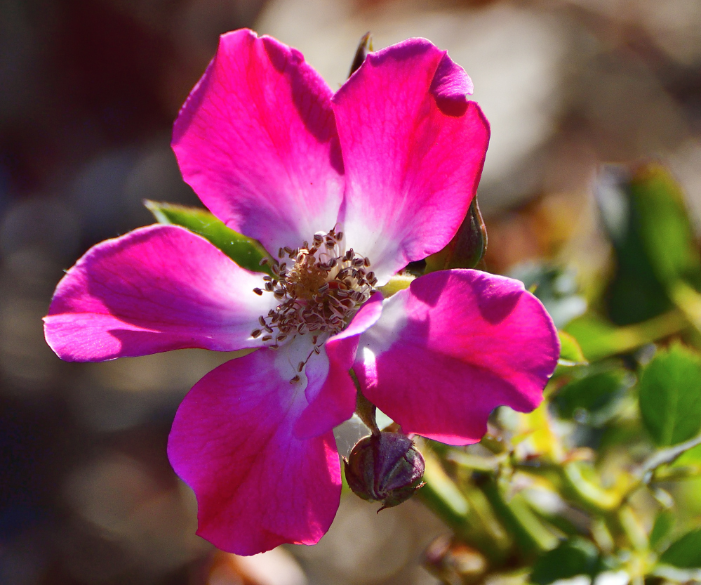 _ROY9239_00001.jpg