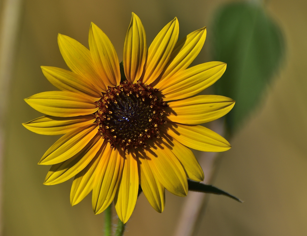 _ROY9258_00001.jpg