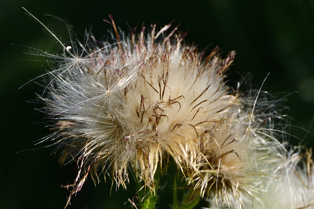 _ROY9279_00001.jpg