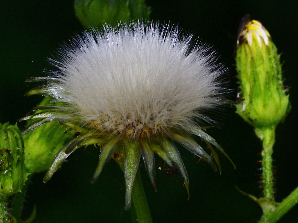 _ROY9290_00001.jpg