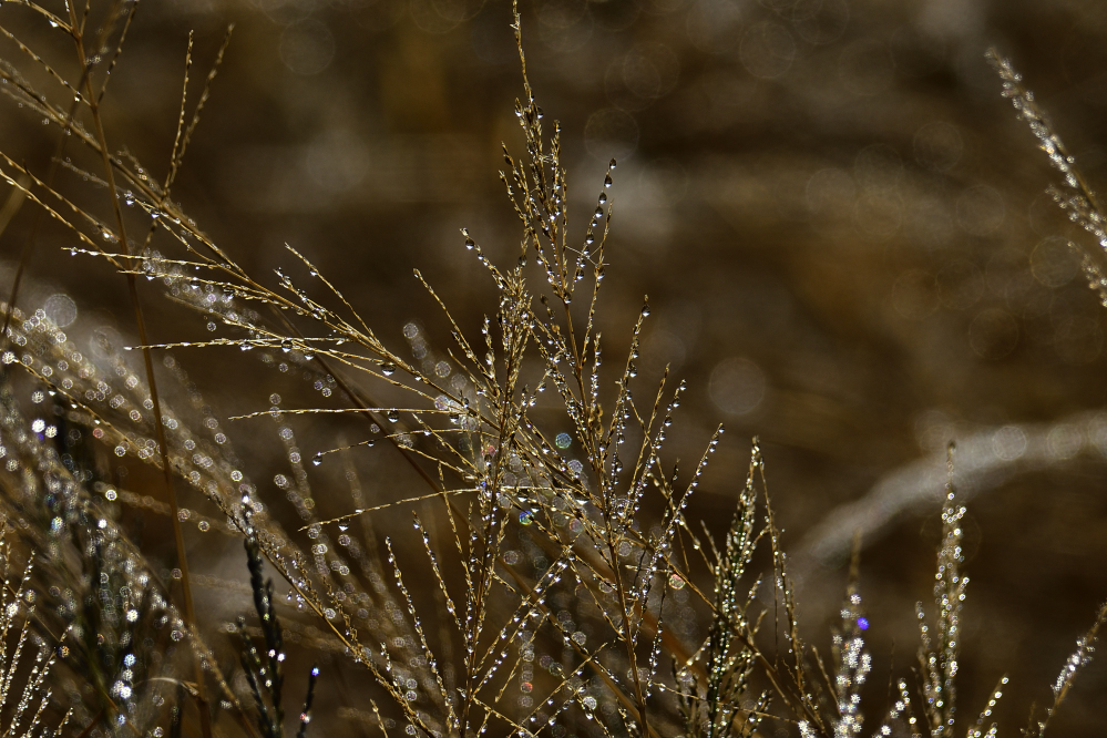 _ROY9292_00001.jpg
