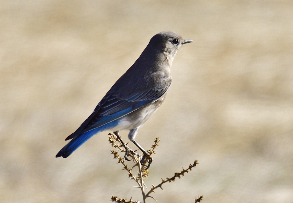 _ROY9294_00001.jpg
