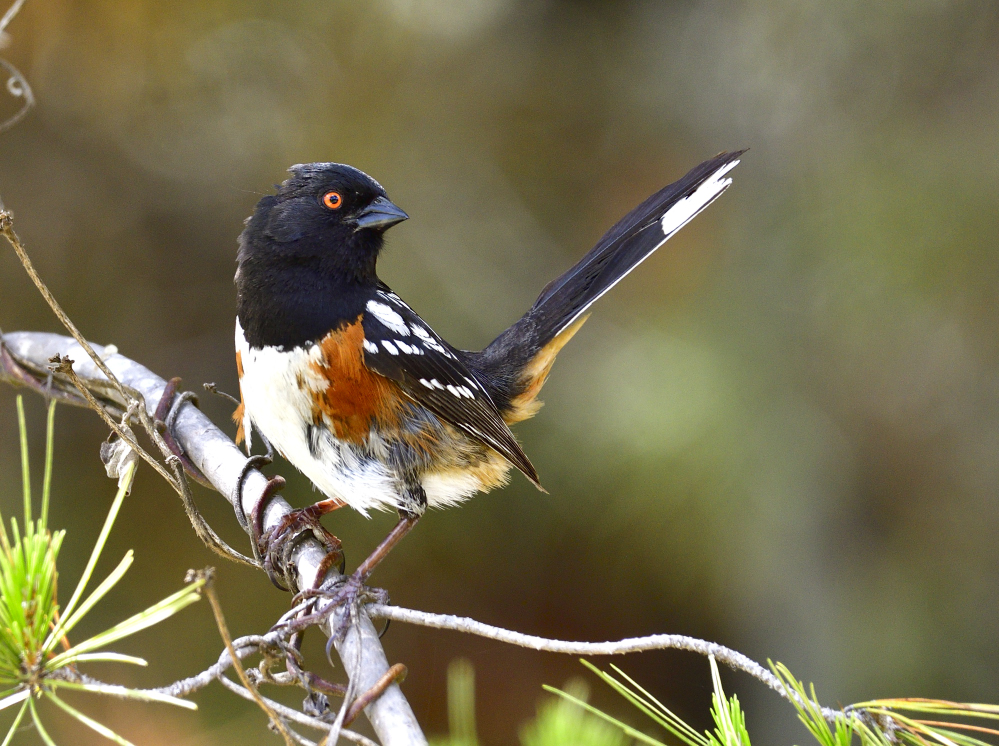 spotted towhee