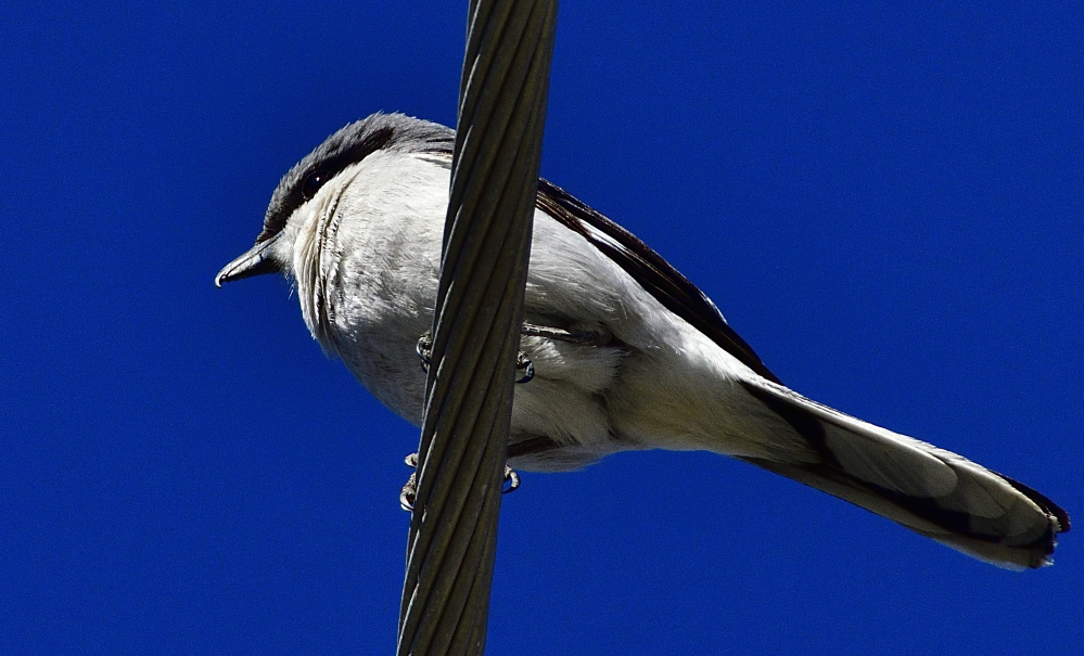 _ROY9325_00001.jpg