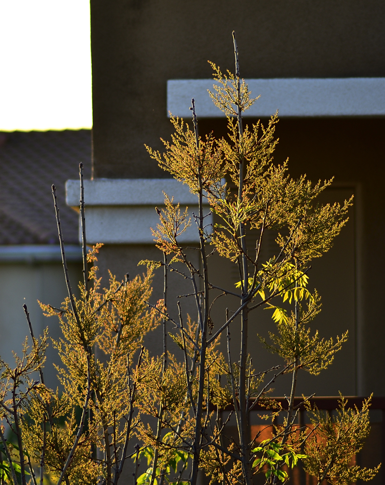 _ROY9347_00001.jpg