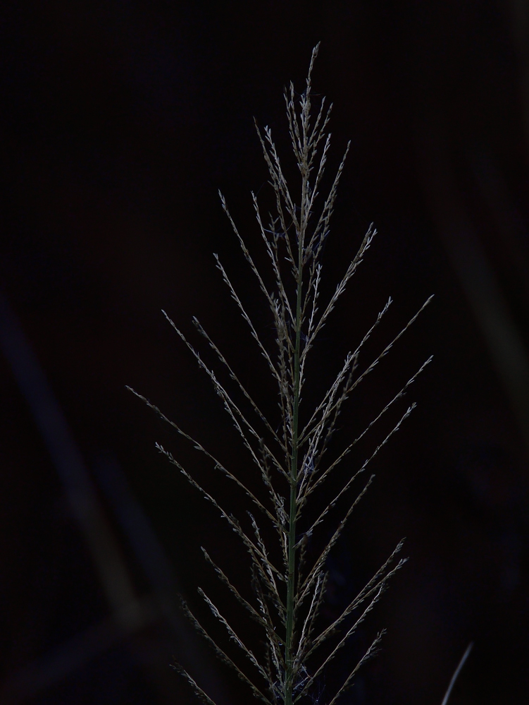 _ROY9436_00001.jpg