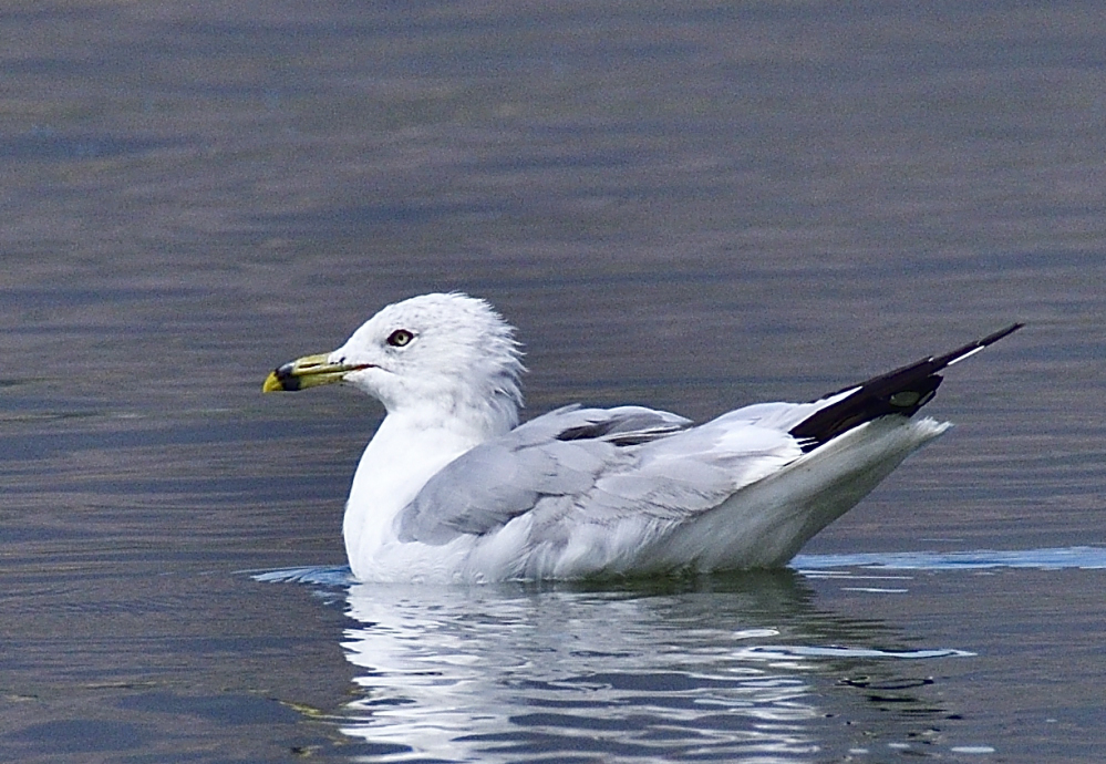 _ROY9444_00001.jpg