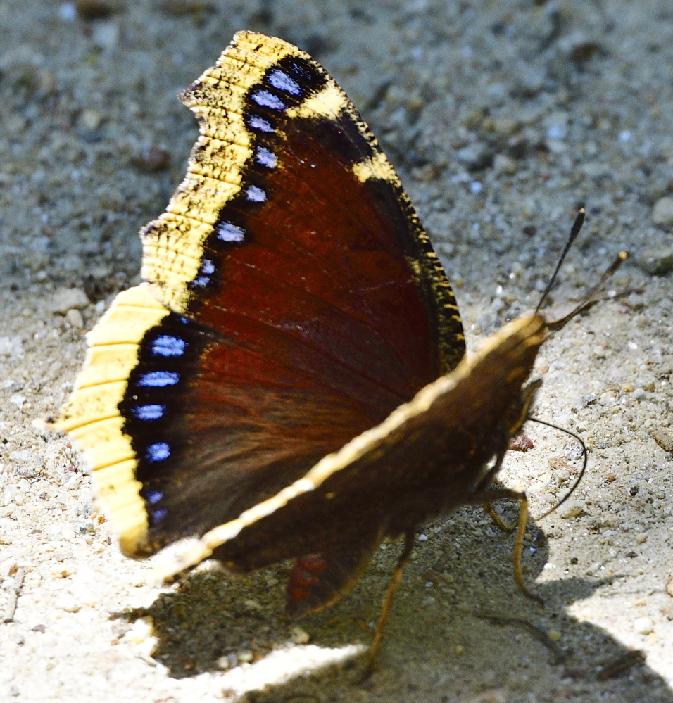 _ROY9514_00001.jpg