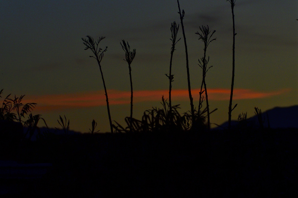 _ROY9553_00001.jpg