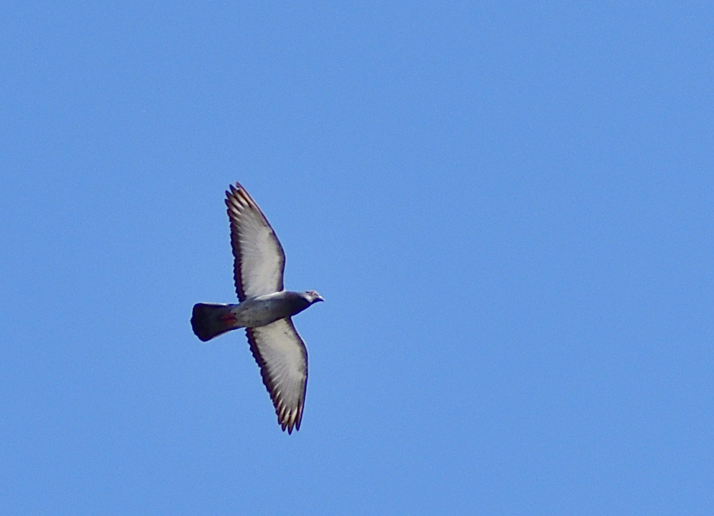 _ROY9579_00001.jpg