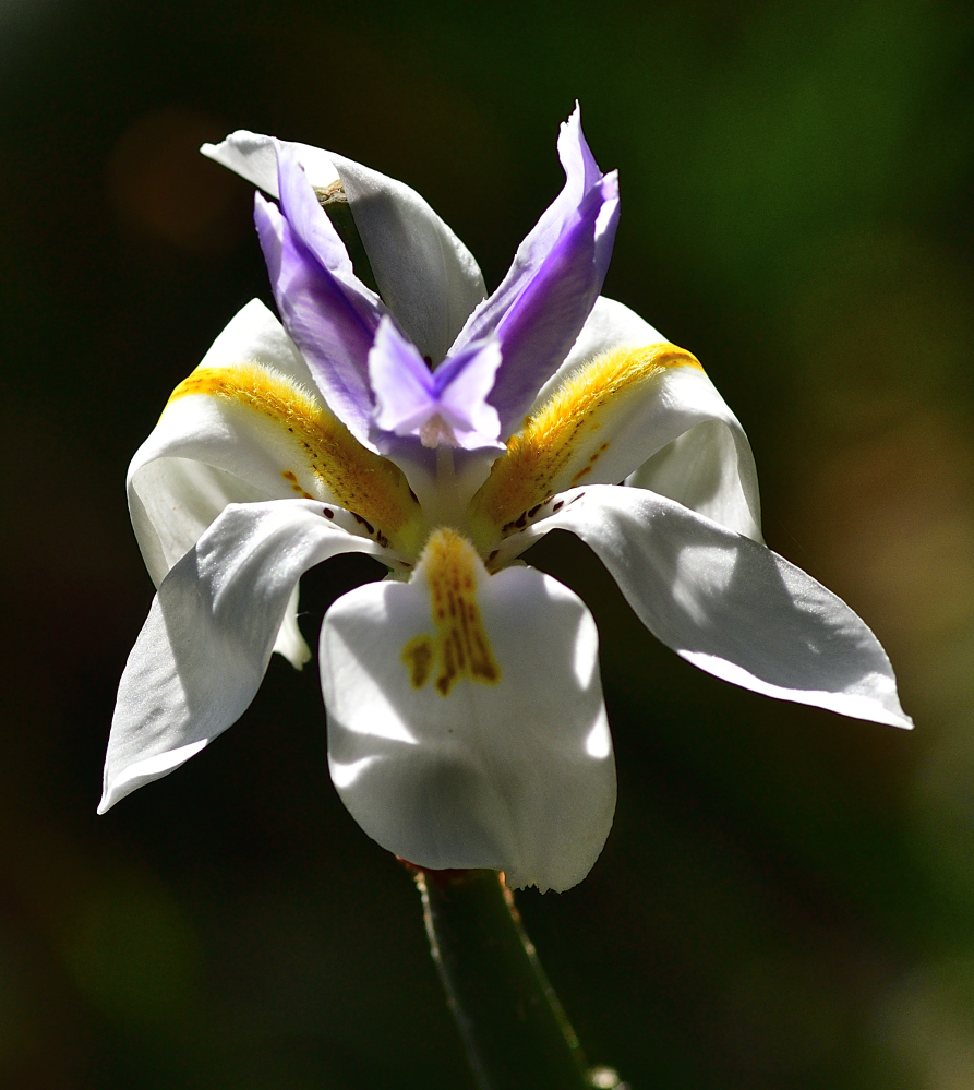 _ROY9579_00001.jpg