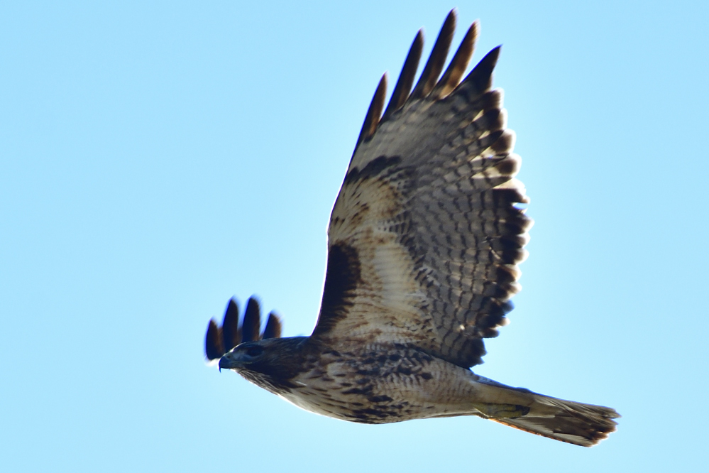 _ROY9581_00001.jpg