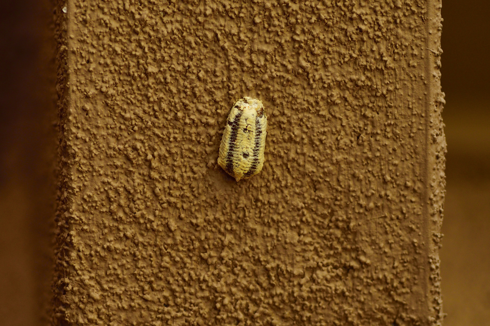_ROY9591_00001.jpg