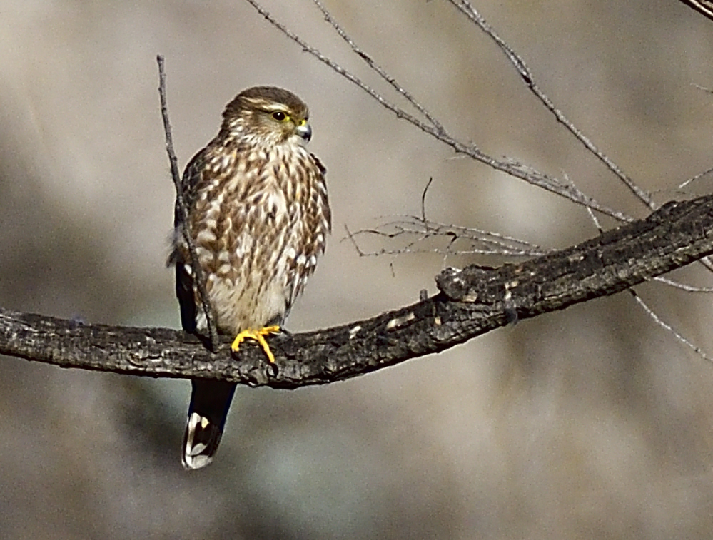_ROY9594_00001.jpg