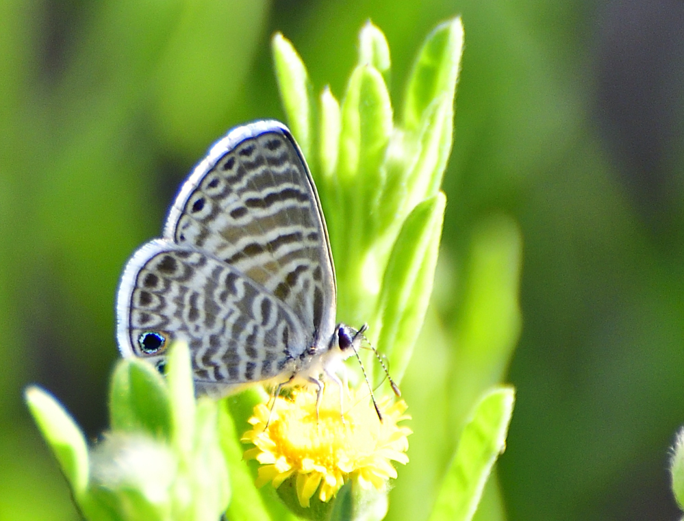 _ROY9598_00001.jpg
