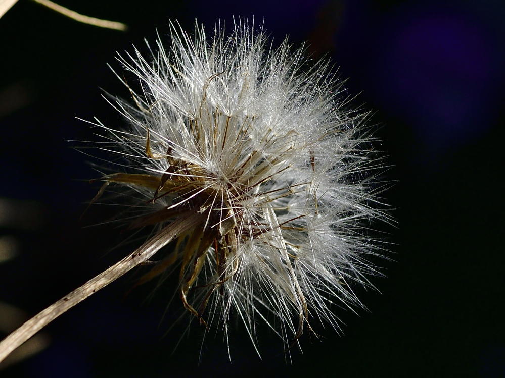 _ROY9627_00001.jpg