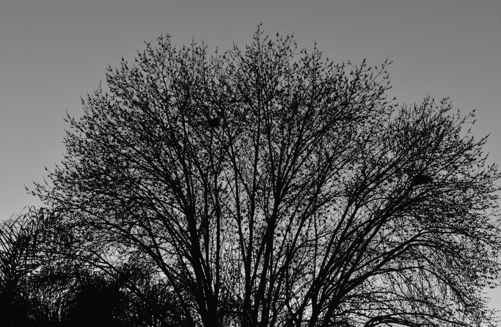 _ROY9631_00001.jpg