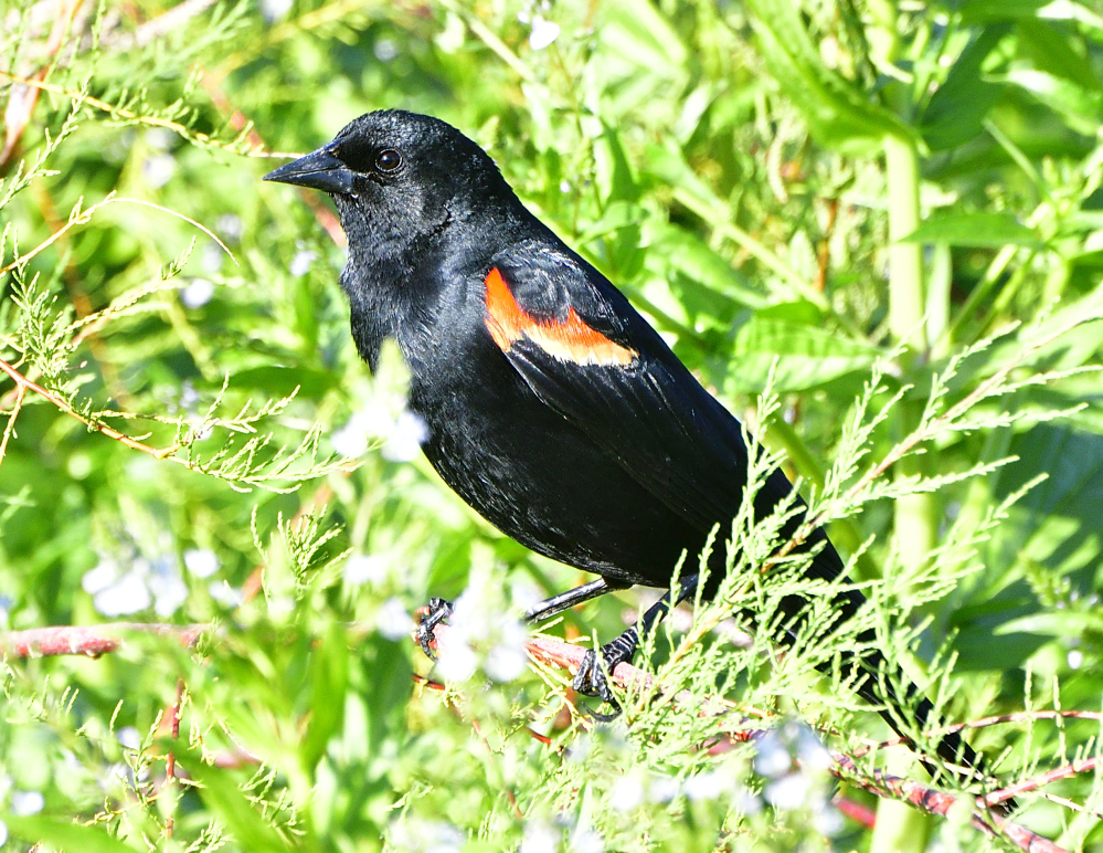 _ROY9654_00001.jpg