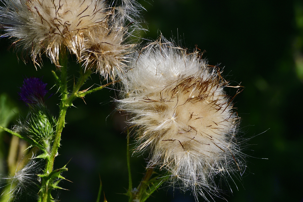 _ROY9659_00001.jpg