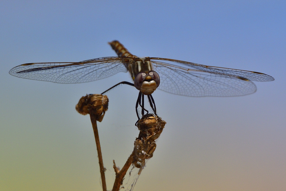 _ROY9757_00001.jpg