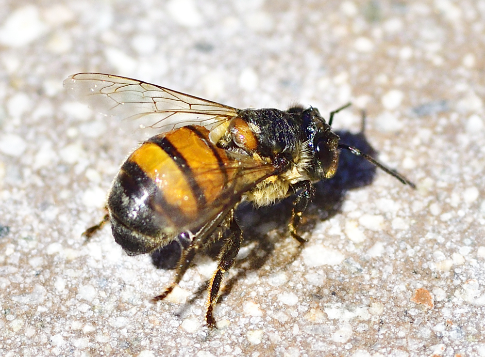 _ROY9775_00001.jpg