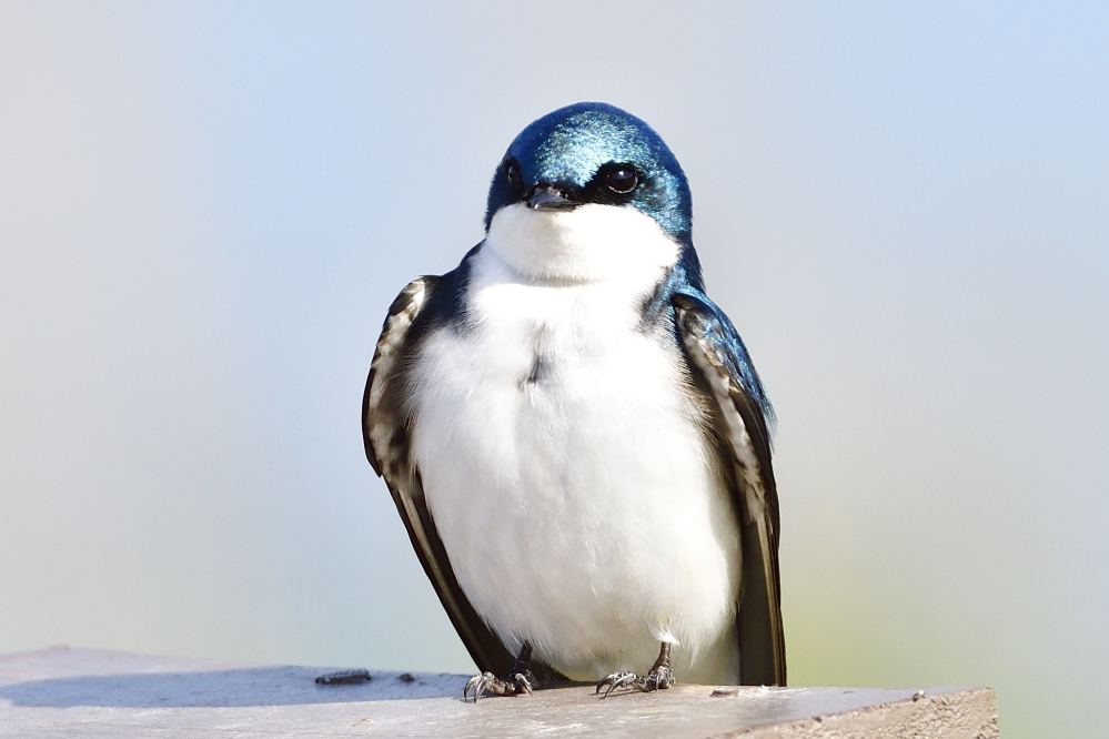 _ROY9816_00001.jpg