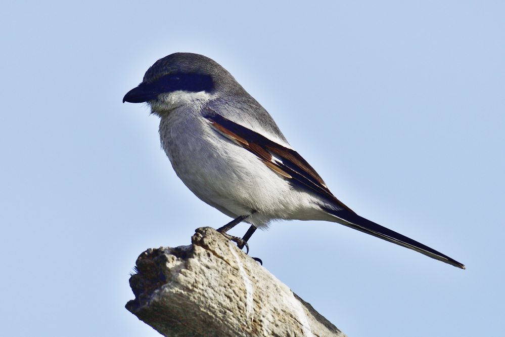 _ROY9878_00001.jpg