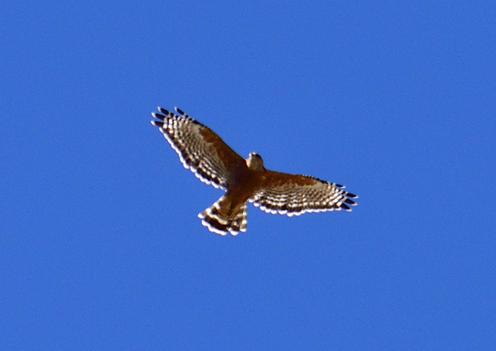 _ROY9902_00001.jpg