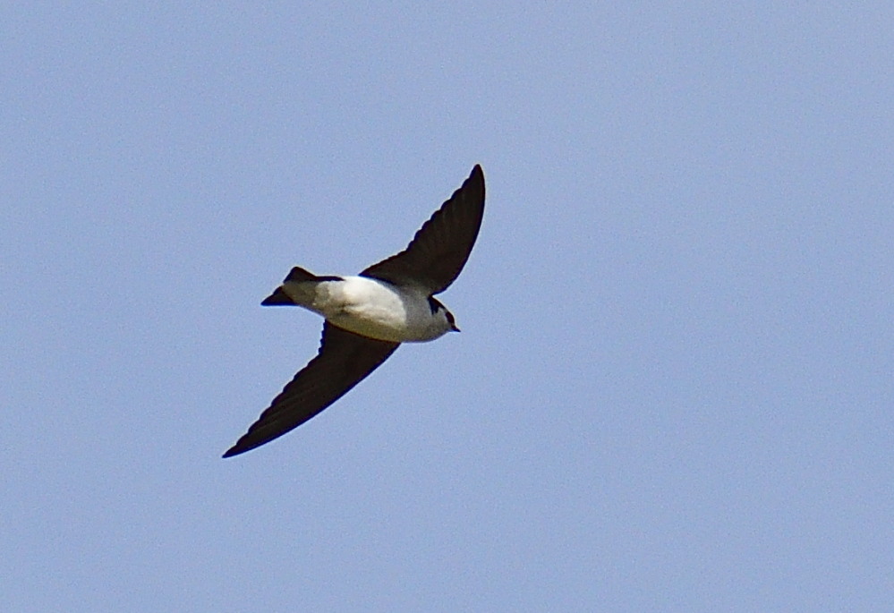 _ROY9908_00001.jpg