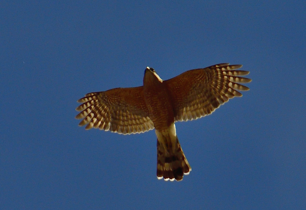 _ROY9933_00001.jpg