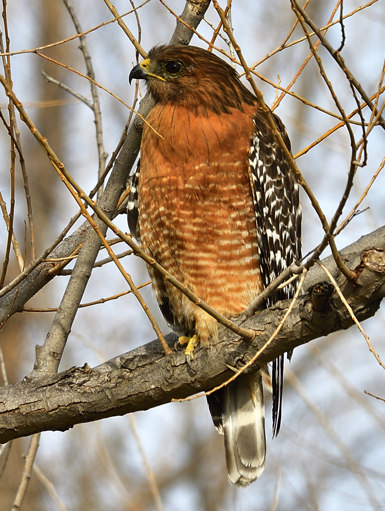 _ROY9950_00002.jpg