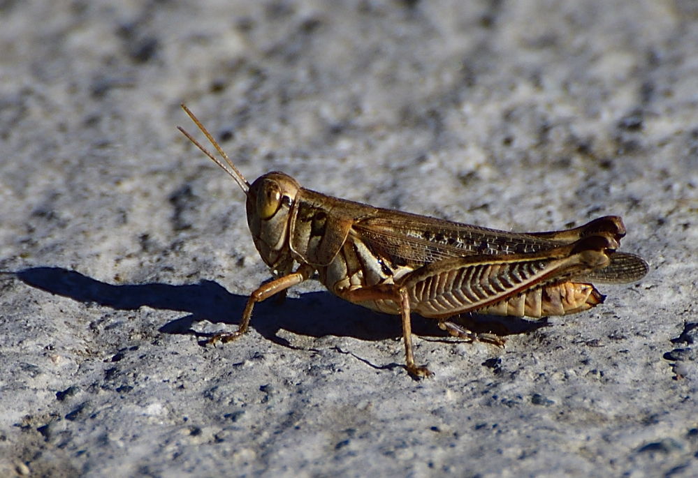 _ROY9958_00001.jpg
