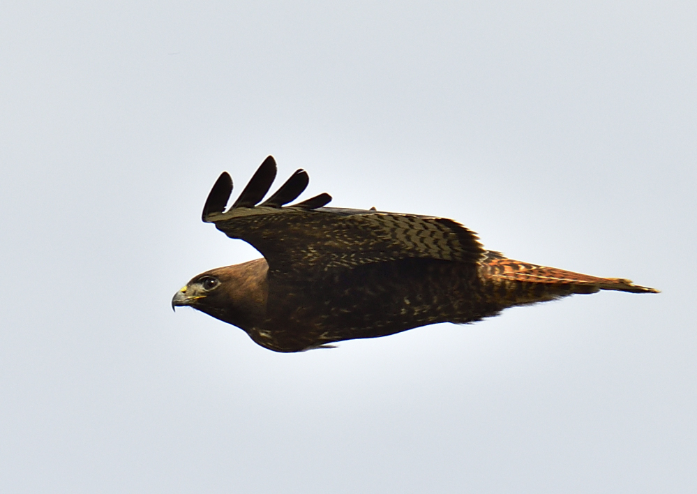 _ROY9962_00001.jpg
