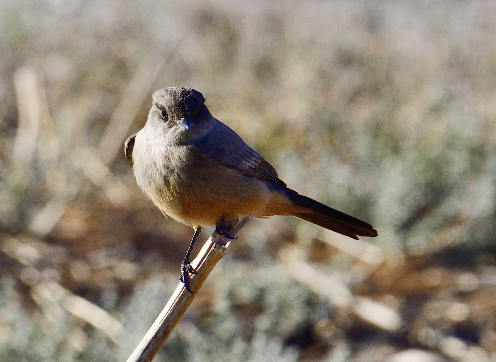 _ROY9970_00001.jpg
