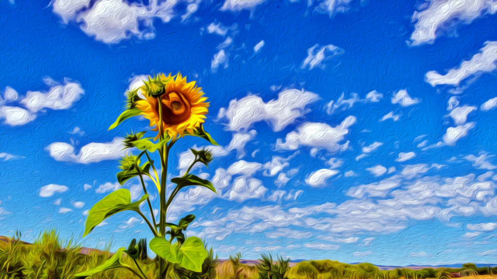 _SUNFLOWEROILDSC2827.jpg