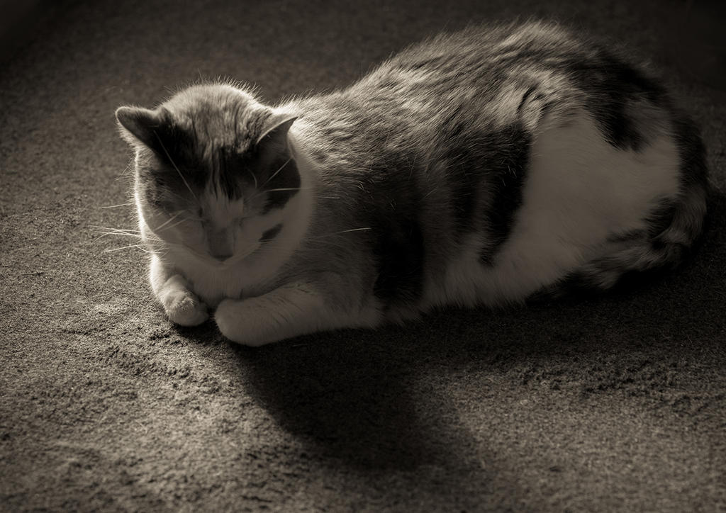 a bit of sunlight.jpg