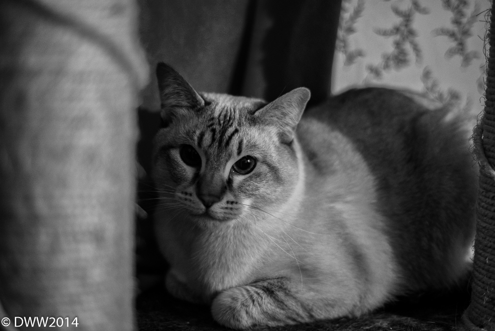 A Cat.jpg