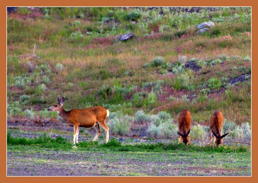 A Doe and her Twins at Little Mountain 5-28-2016.jpg